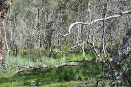 Image of Pallid Cuckoo