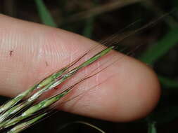 Image of Bothriochloa macra (Steud.) S. T. Blake