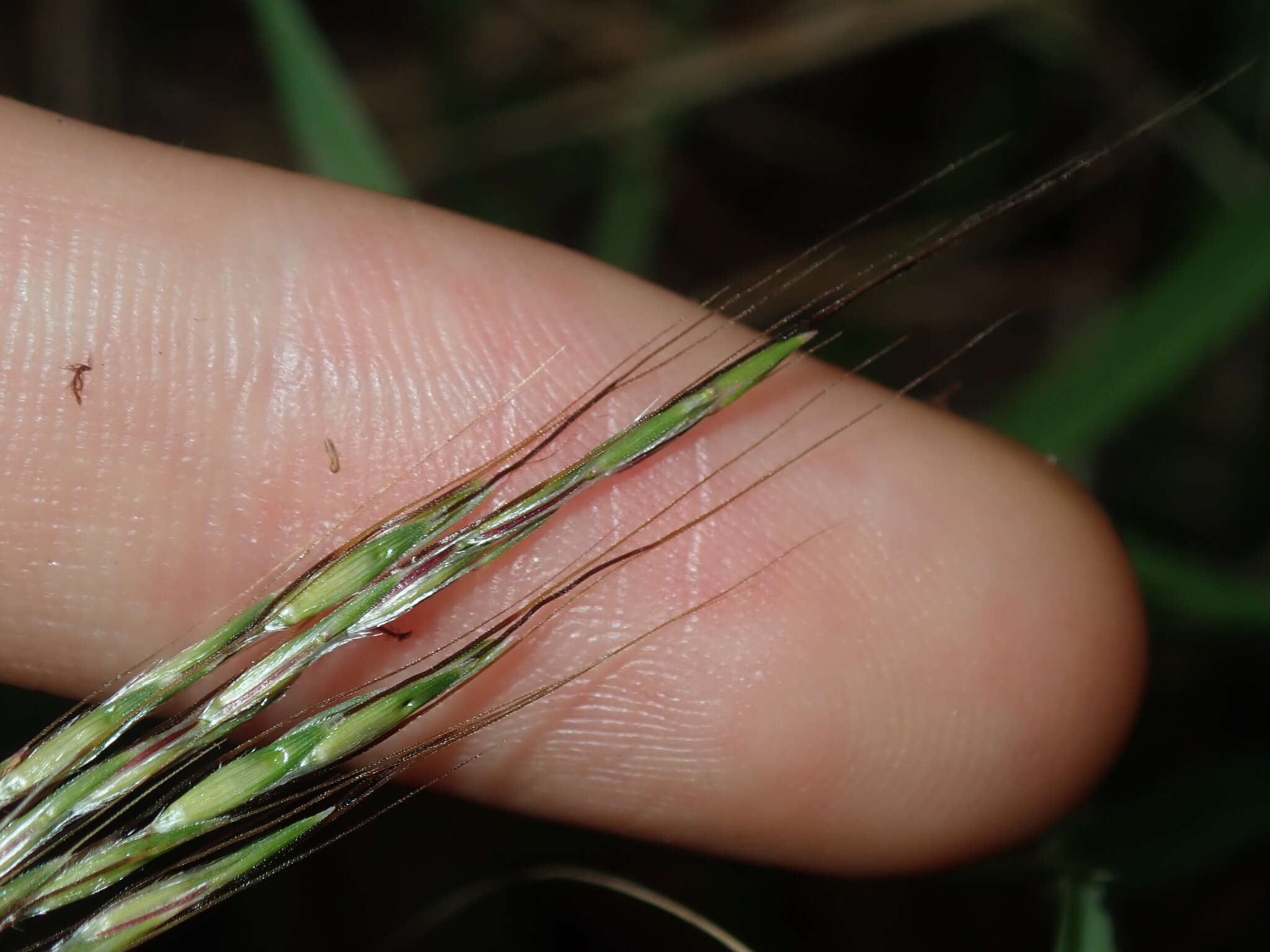 صورة Bothriochloa macra (Steud.) S. T. Blake