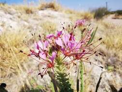 Imagem de Polanisia dodecandra subsp. riograndensis Iltis