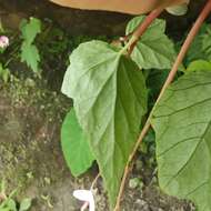 Image of Begonia ravenii C. I. Peng & Y. K. Chen