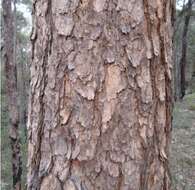 صورة Corymbia eximia (Schauer) K. D. Hill & L. A. S. Johnson