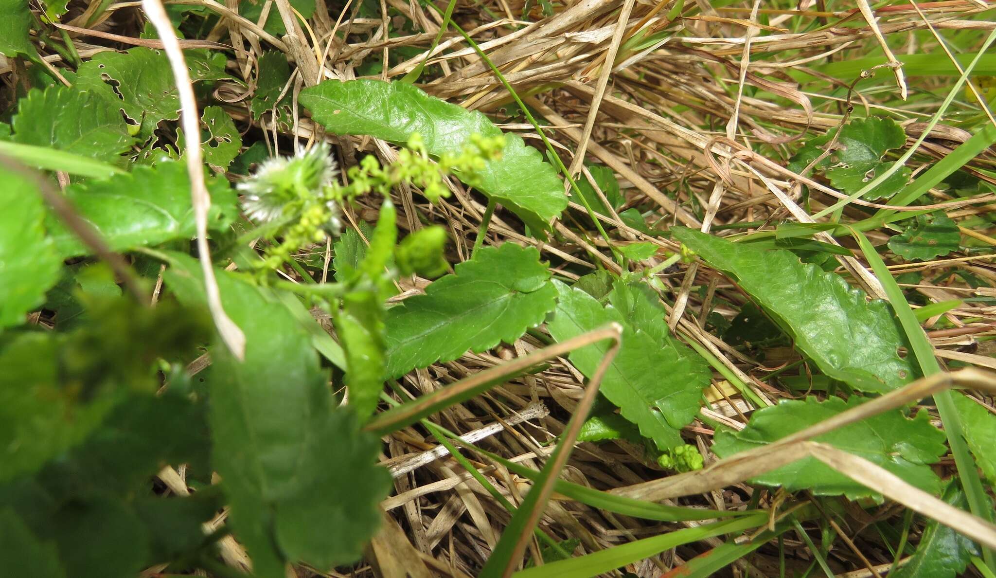 صورة Tragia meyeriana Müll. Arg.