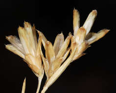 Image of Panamint rock goldenrod