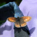 Image de Erebia kefersteinii Eversmann 1851