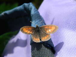 Erebia kefersteinii Eversmann 1851 resmi