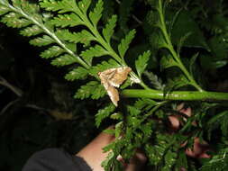 Image of brown fern moth