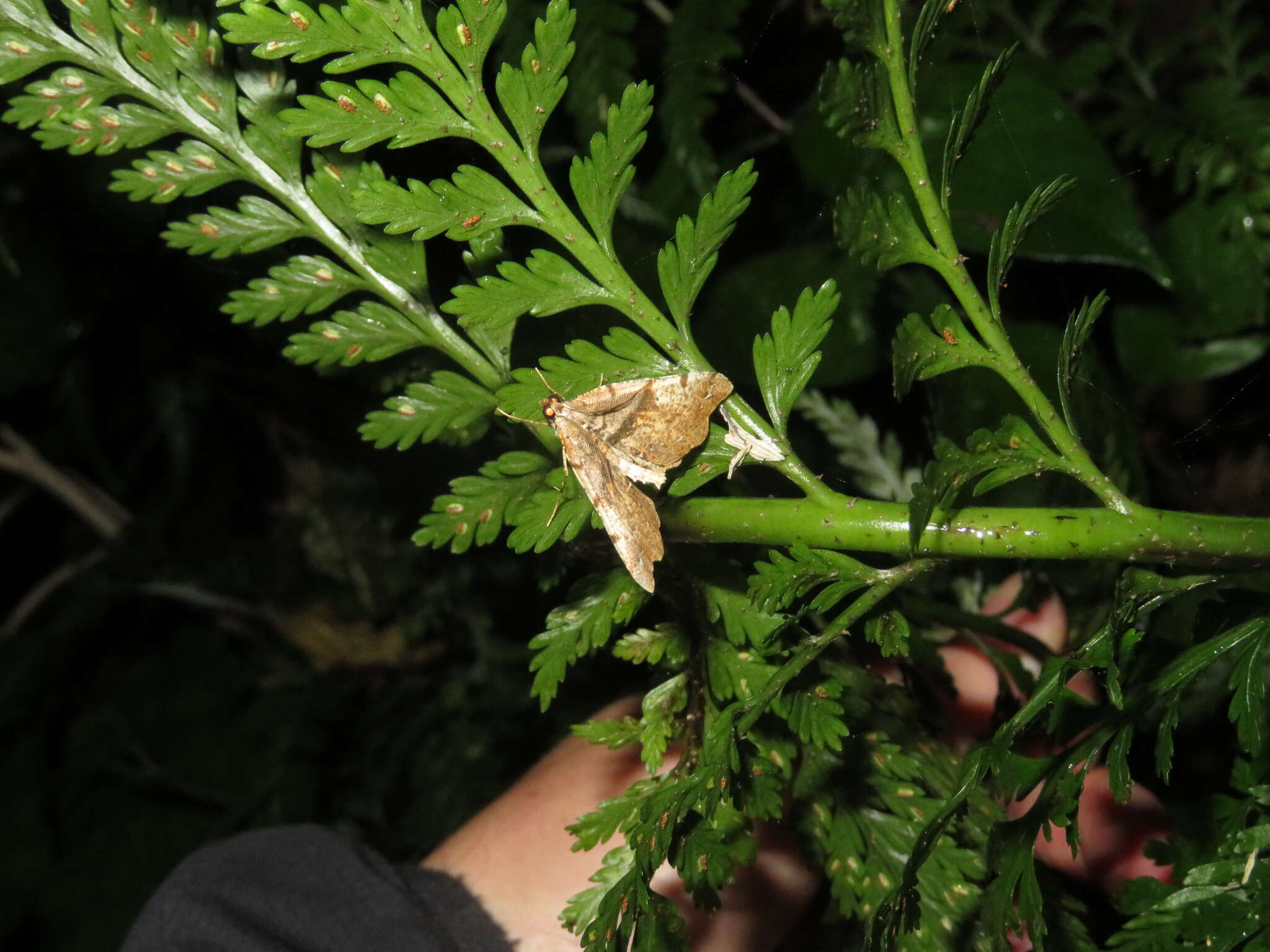 Image of brown fern moth