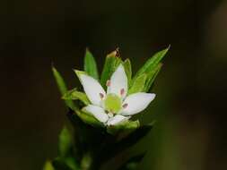 Image of Rhytidosporum