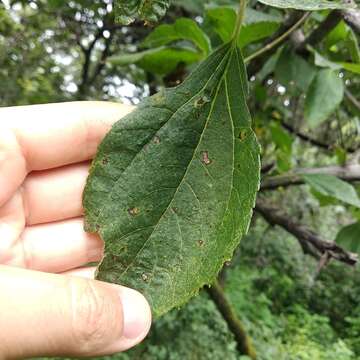 Dendroviguiera eriophora (Greenm.) E. E. Schill. & Panero的圖片