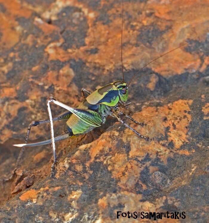 Image of Eupholidoptera giuliae Massa 1999