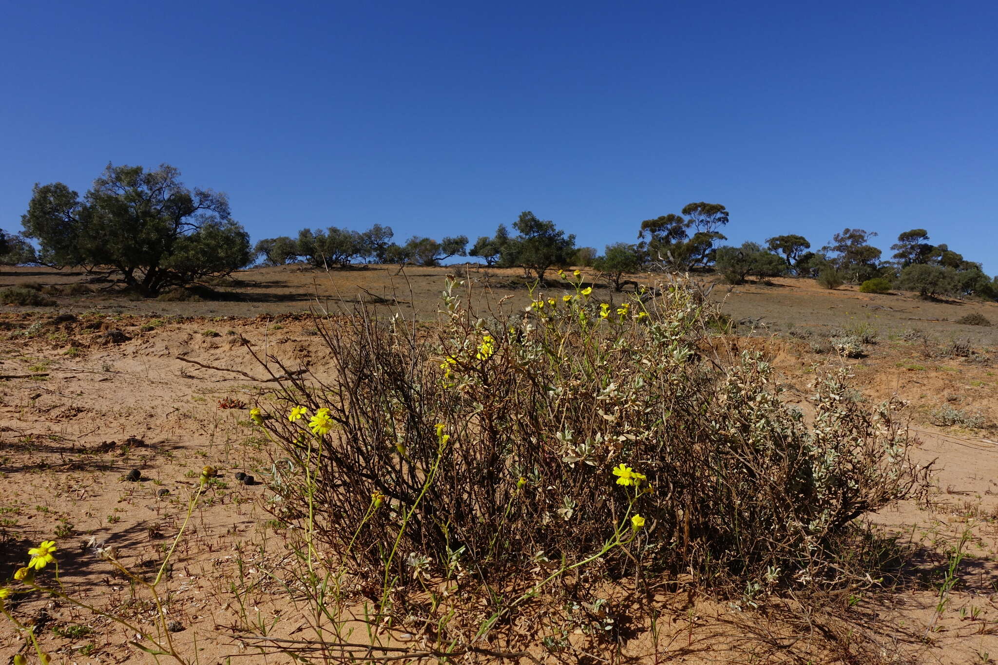 Senecio spanomerus I. Thomps. resmi