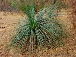 Image of Xanthorrhoea semiplana subsp. semiplana