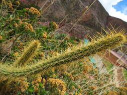 Corryocactus erectus (Backeb.) F. Ritter resmi