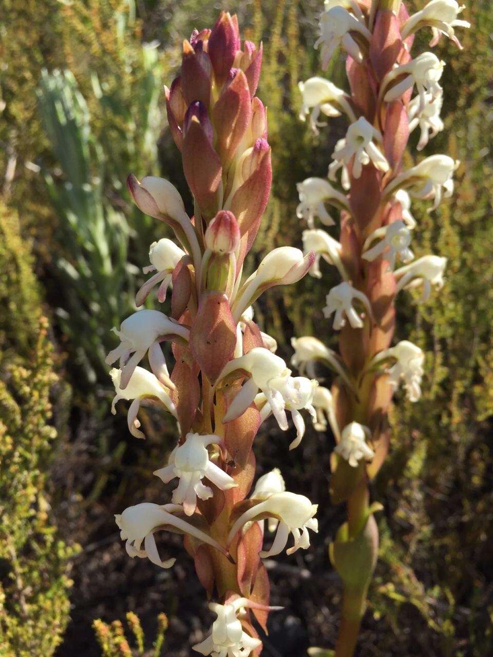 Imagem de Satyrium candidum Lindl.