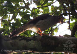 Image of Barred Forest Falcon