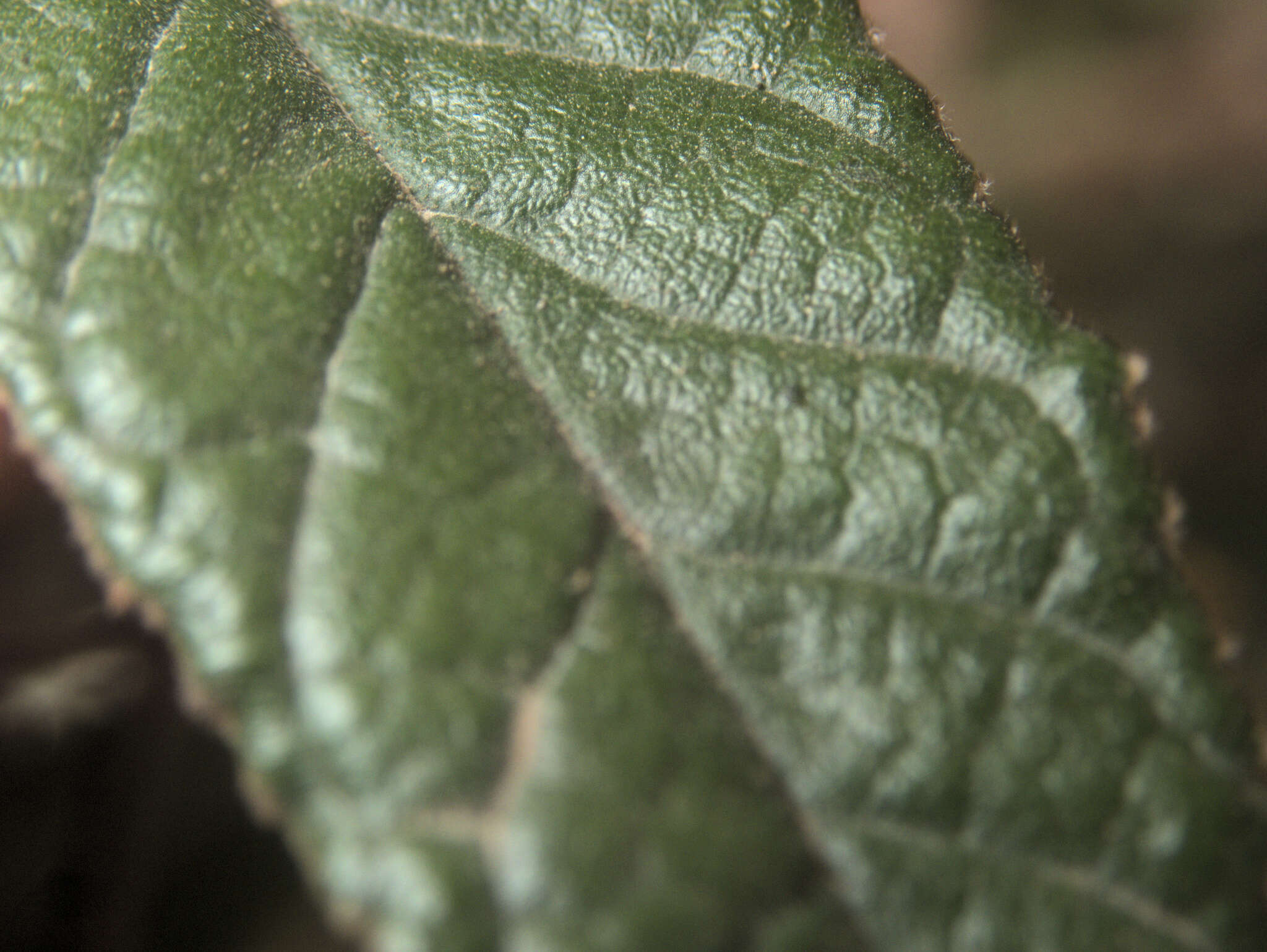 Plancia ëd Pomaderris paniculosa subsp. novaezelandiae (L. B. Moore) N. G. Walsh