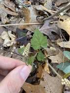 Image of Tiarella austrina (Lakela) G. L. Nesom