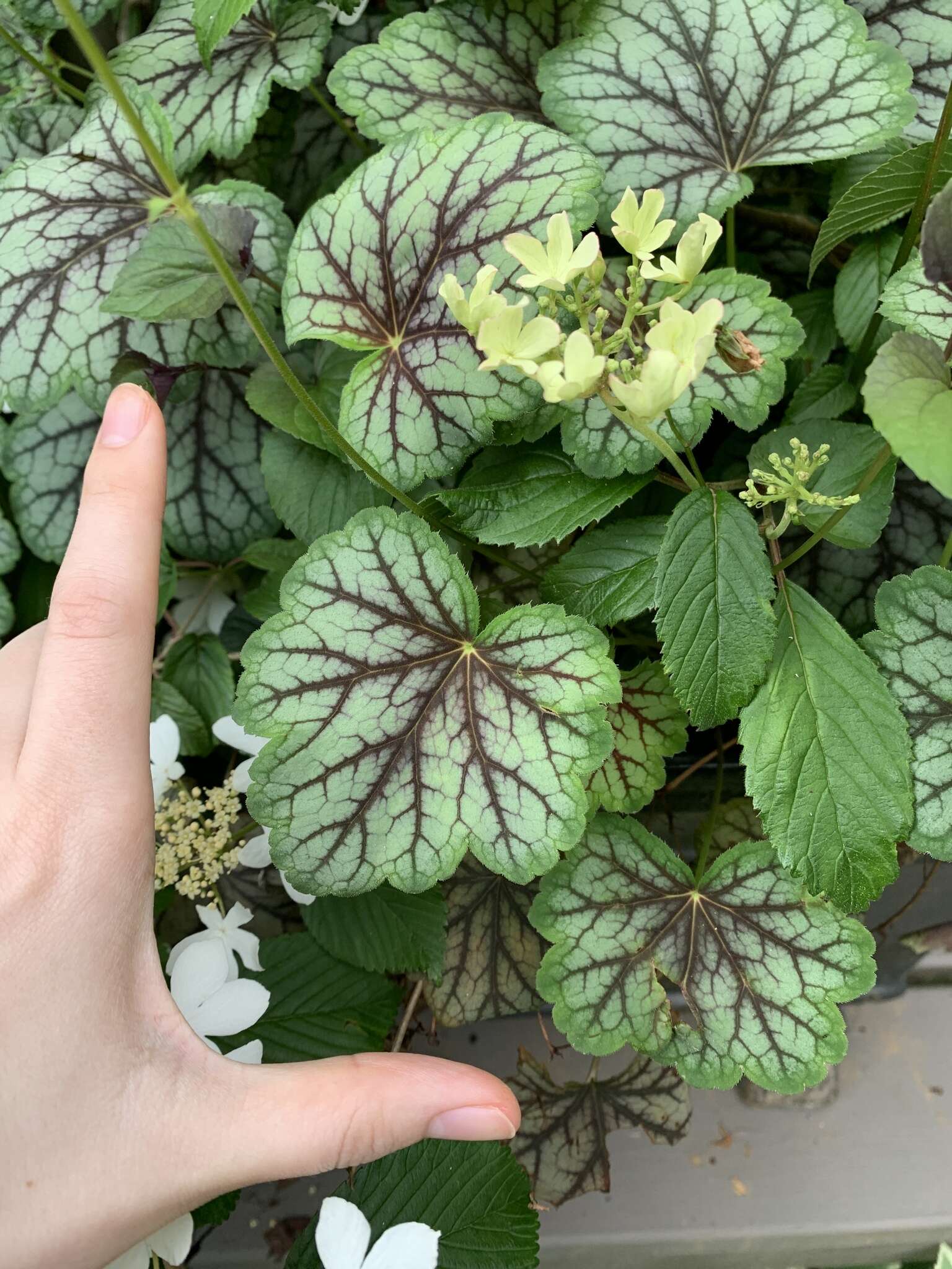 Image of Viburnum plicatum var. tomentosum (Thunb. ex Murray) Miq.