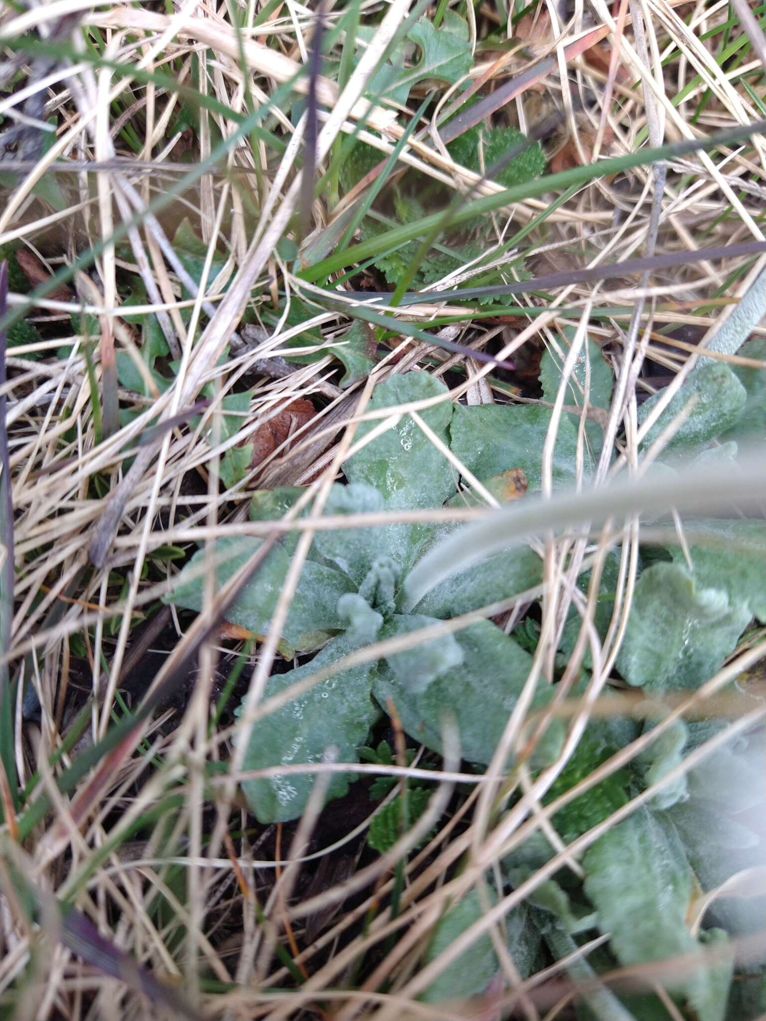 Image of Primula magellanica Lehm.