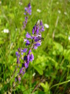 Image of tufted milkwort