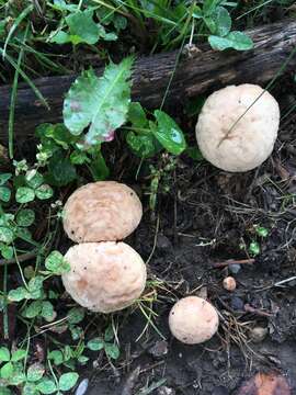 Image of Calvatia candida (Rostk.) Hollós 1902