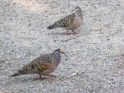 Image of Common Bronzewing