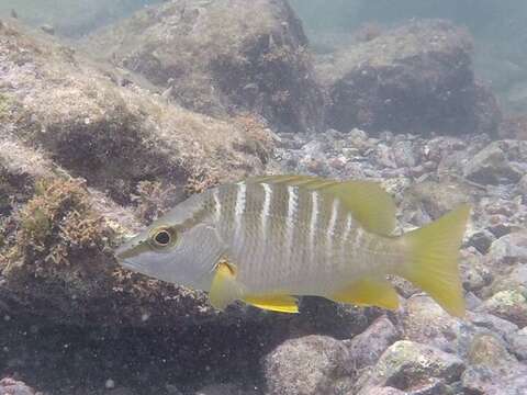 Image of Dogtooth Snapper