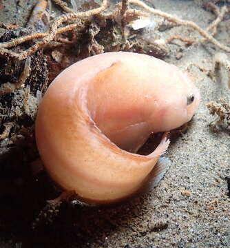 Image of Slimy snailfish