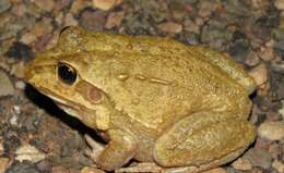 Image of Giant Frog