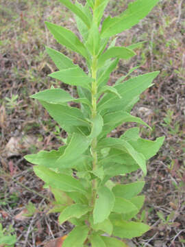 Imagem de Solidago altissima subsp. gilvocanescens (Rydb.) Semple