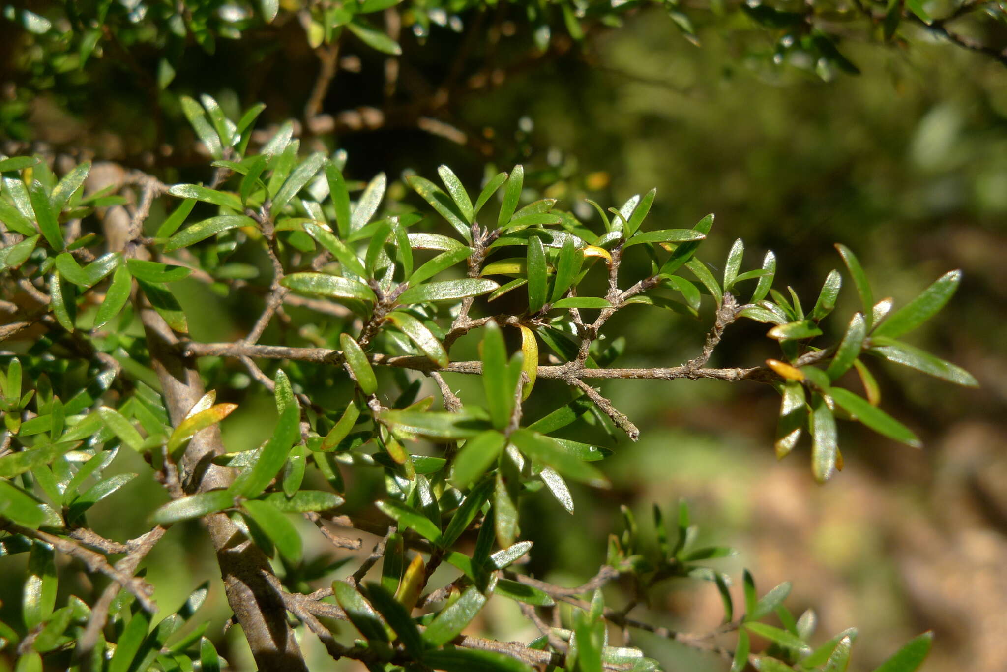 Image of Coprosma microcarpa Hook. fil.