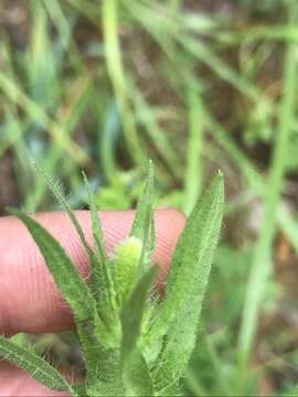 Image of lanceleaf ragweed