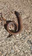 Image of Two-toed Earless Skink