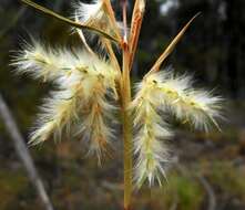 Sivun Cymbopogon obtectus S. T. Blake kuva