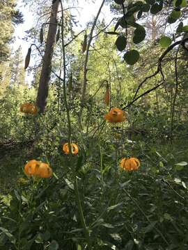 Image of Kelley's lily