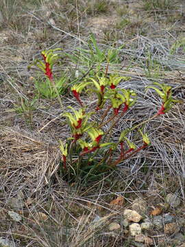 Image of Anigozanthos bicolor subsp. decrescens Hopper