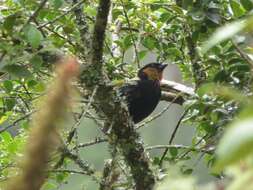 Image of Silver-backed Tanager