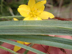 Image of Hypoxis rigidula Baker