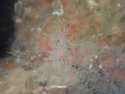 Image of thenarian burrowing anemones