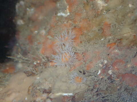 Image of thenarian burrowing anemones