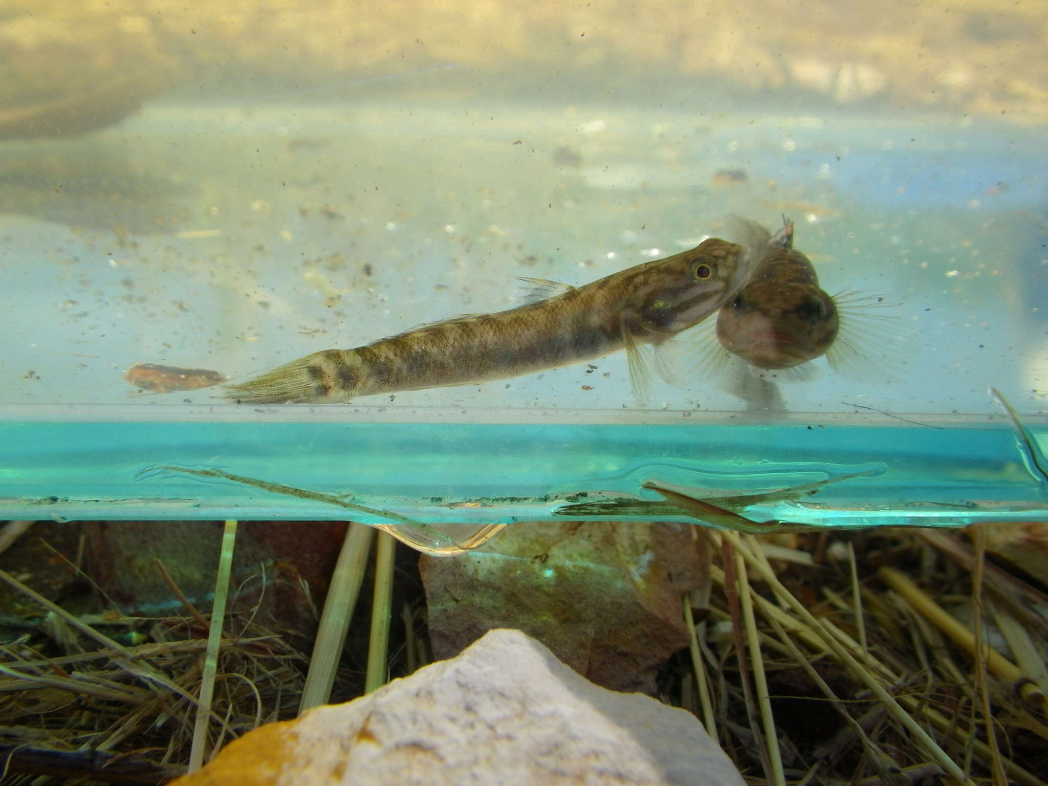 صورة Mugilogobius platystomus (Günther 1872)