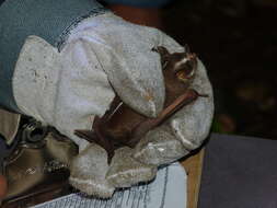 Image of Heller's Broad-nosed Bat