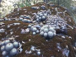 Image of Mammillaria bombycina Quehl