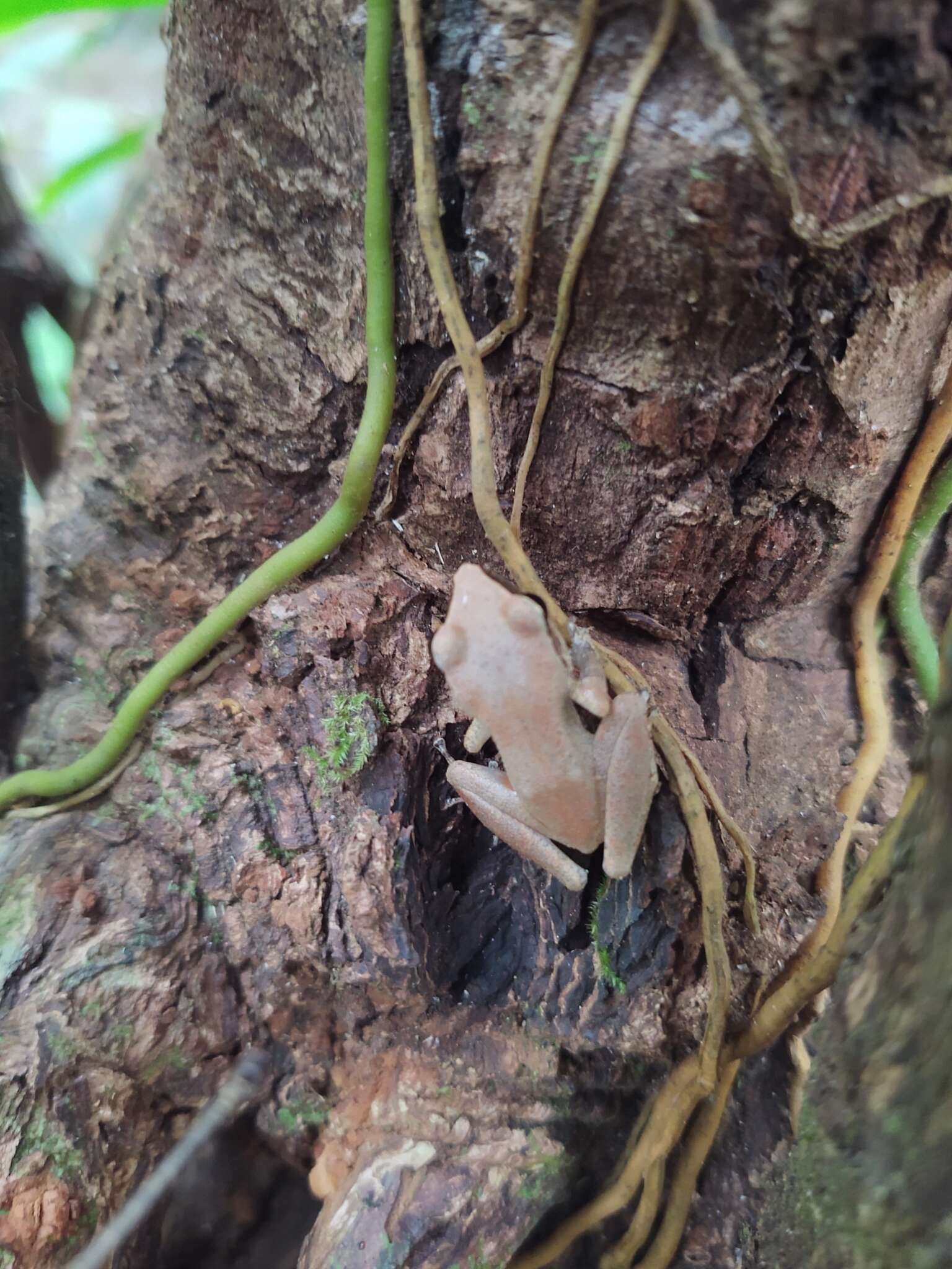 Image of Paraiba Robber Frog