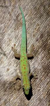 Image of Modest Day Gecko