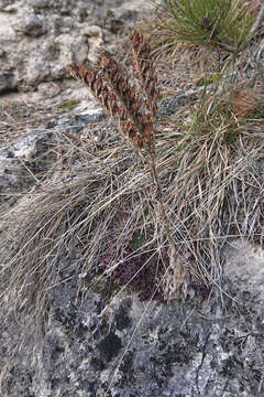 Image of Sempervivum globiferum subsp. hirtum (L.) H.