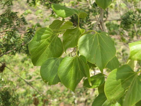 Image of Gyrocarpus