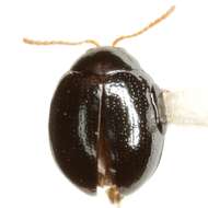 Image of Pseudodibolia