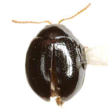 Image of Pseudodibolia